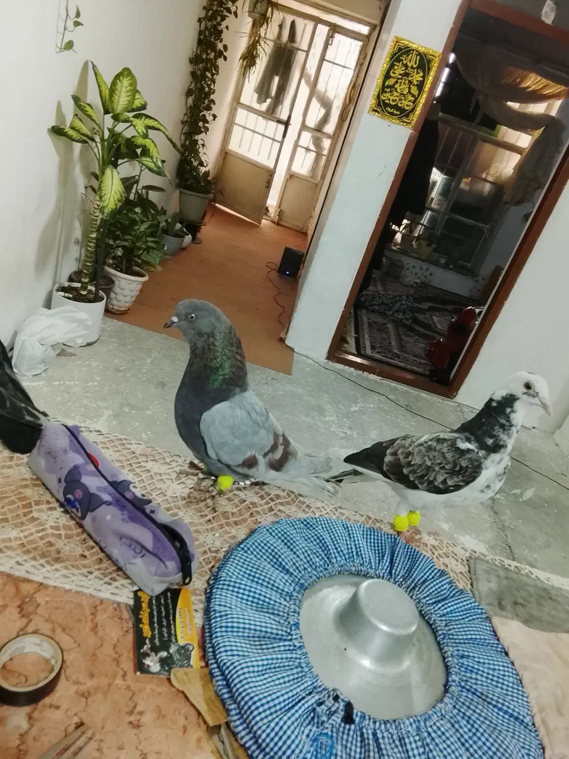 کفتر پرشی|حیوانات|مشهد, موعود|دیوار