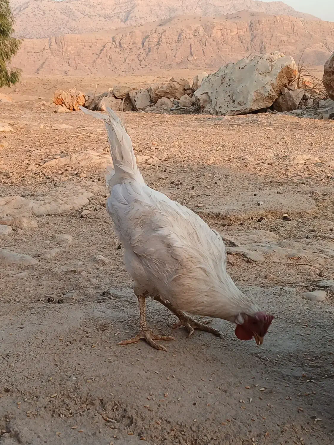 خروس سرحال|حیوانات مزرعه|سرپل ذهاب, |دیوار