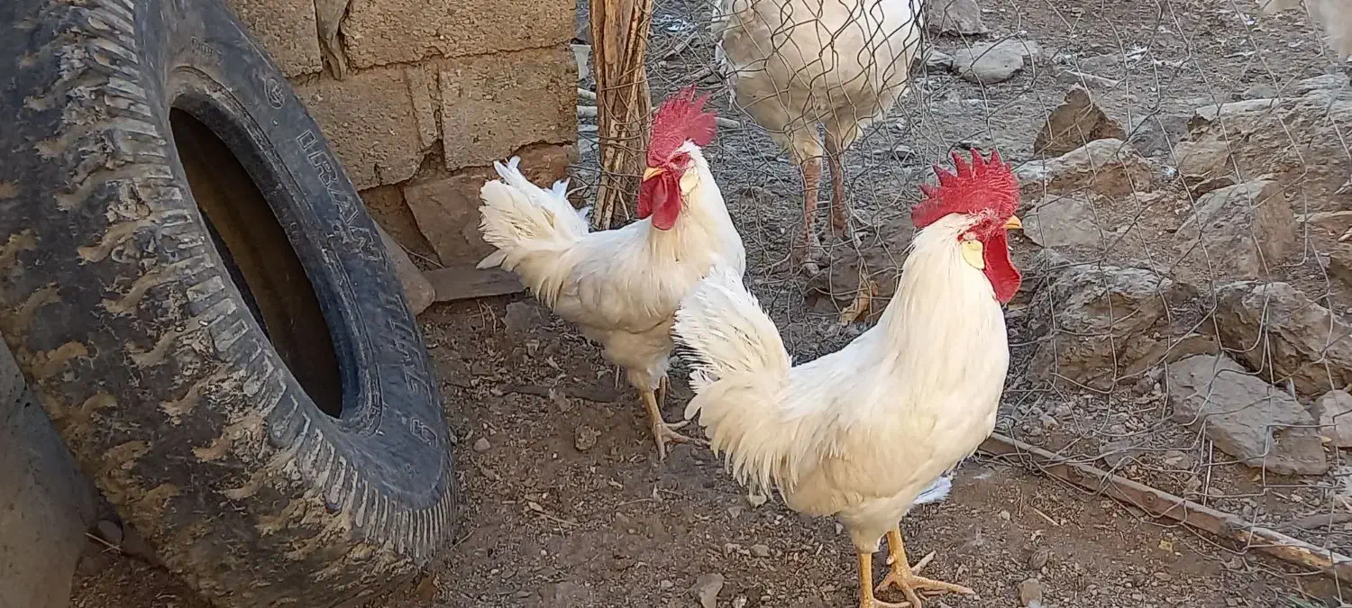 ۳خروس‌ سفید|حیوانات مزرعه|بانه, |دیوار