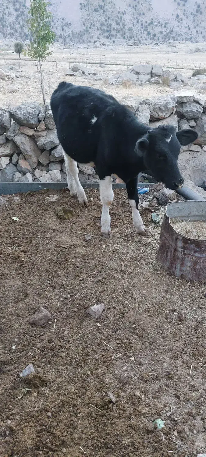گوساله نر ۹ماهه|حیوانات مزرعه|بازفت, |دیوار