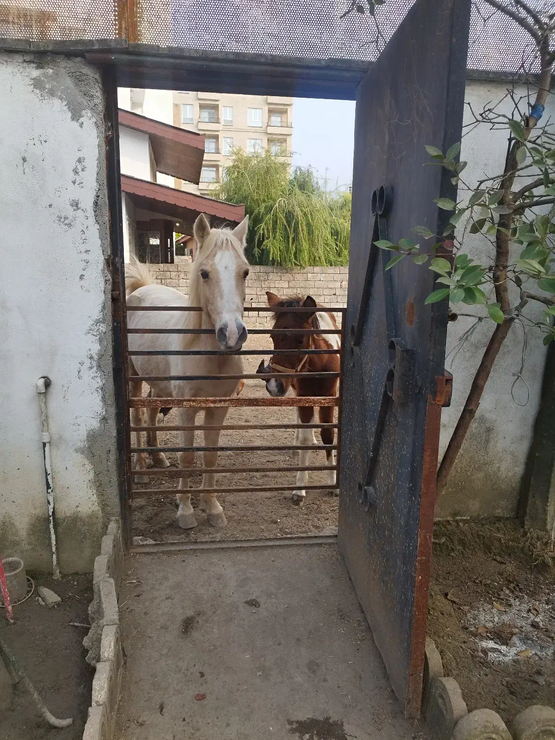 مادیان و کره پونی|اسب و تجهیزات اسبسواری|سلمانشهر, |دیوار