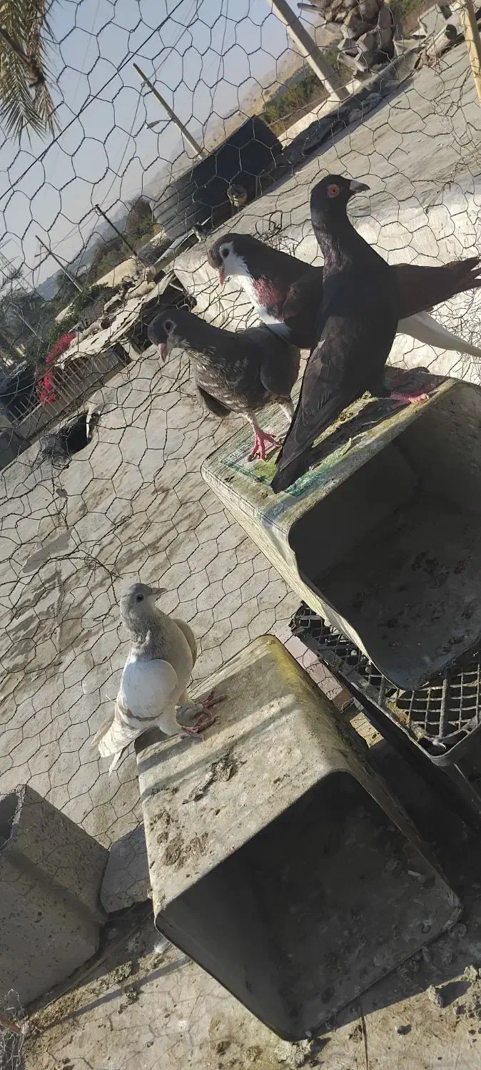 پلاکی|پرنده|کازرون, |دیوار