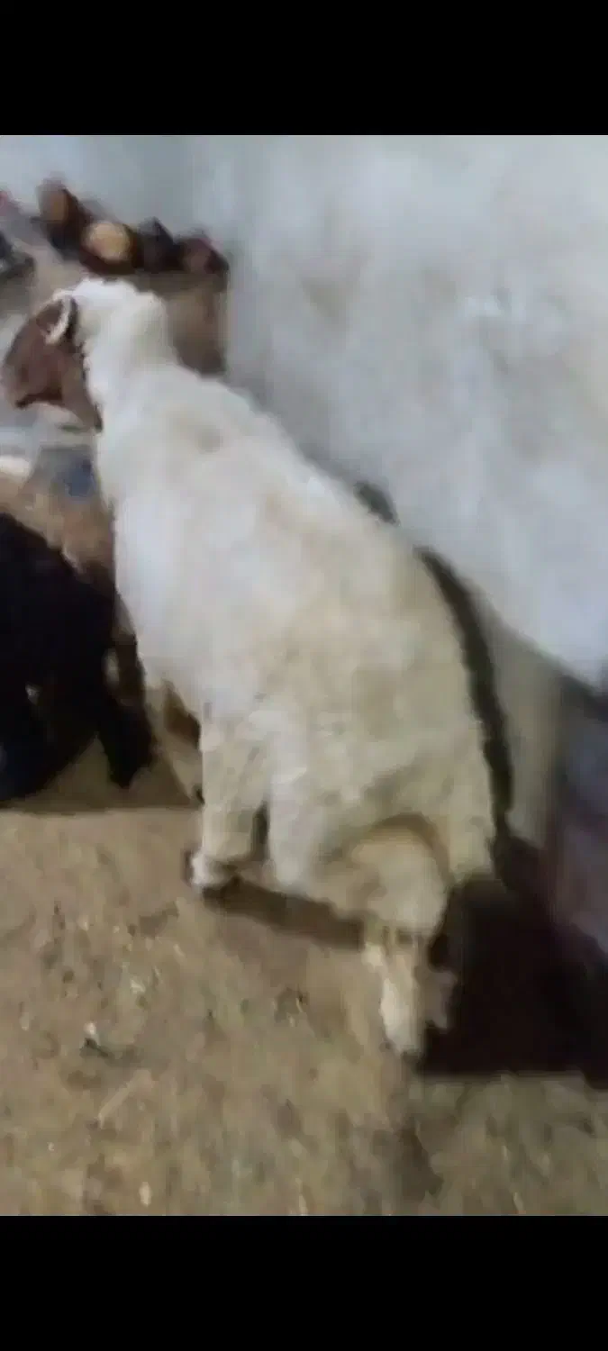 قوچ عراقی|حیوانات مزرعه|بندر ماهشهر, |دیوار