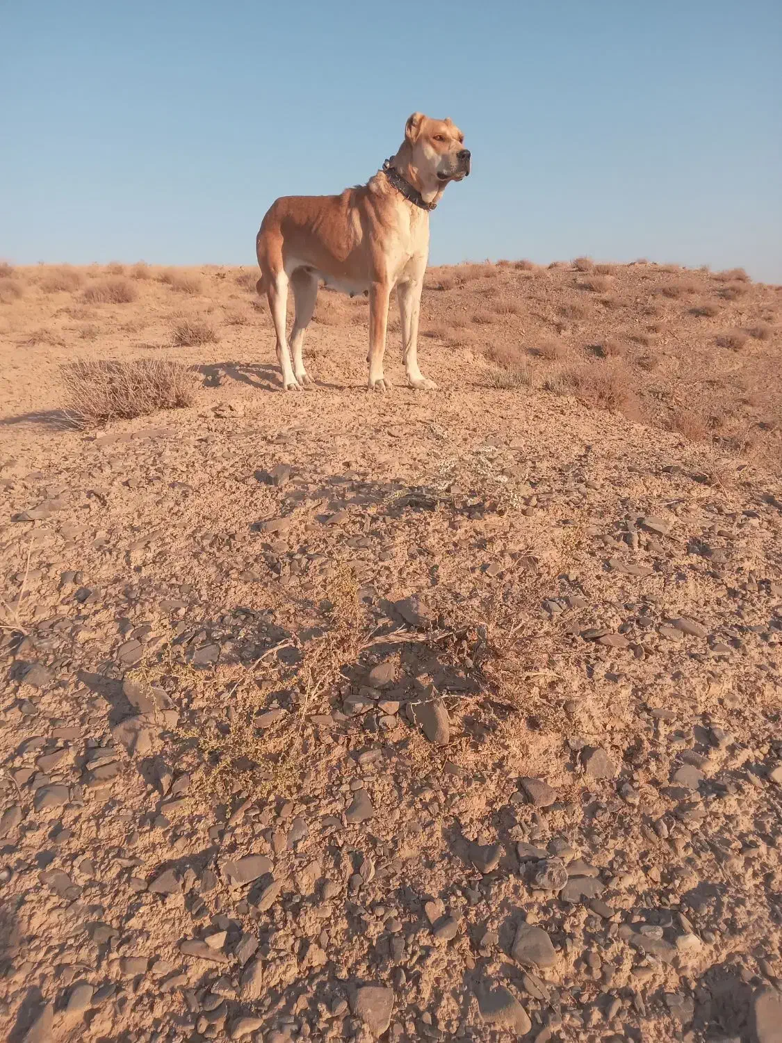 فروش ماده خراسانی|سگ|تربت جام, شیخ احمد جامی|دیوار