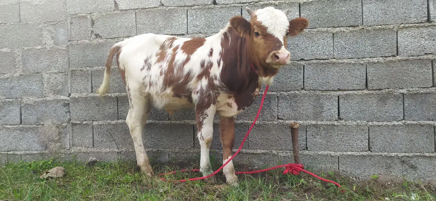 ورزا کوله چالوسی عروسک|حیوانات مزرعه|سنگر, |دیوار