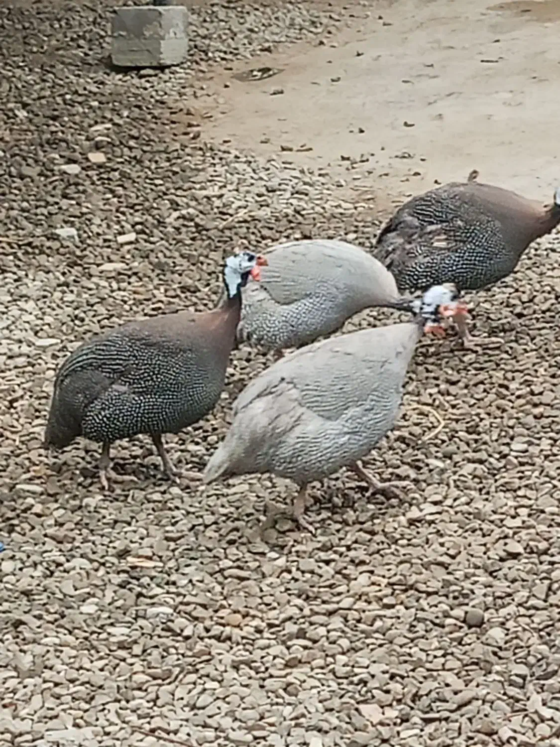 مرغ شاخدار|حیوانات مزرعه|چابهار, |دیوار