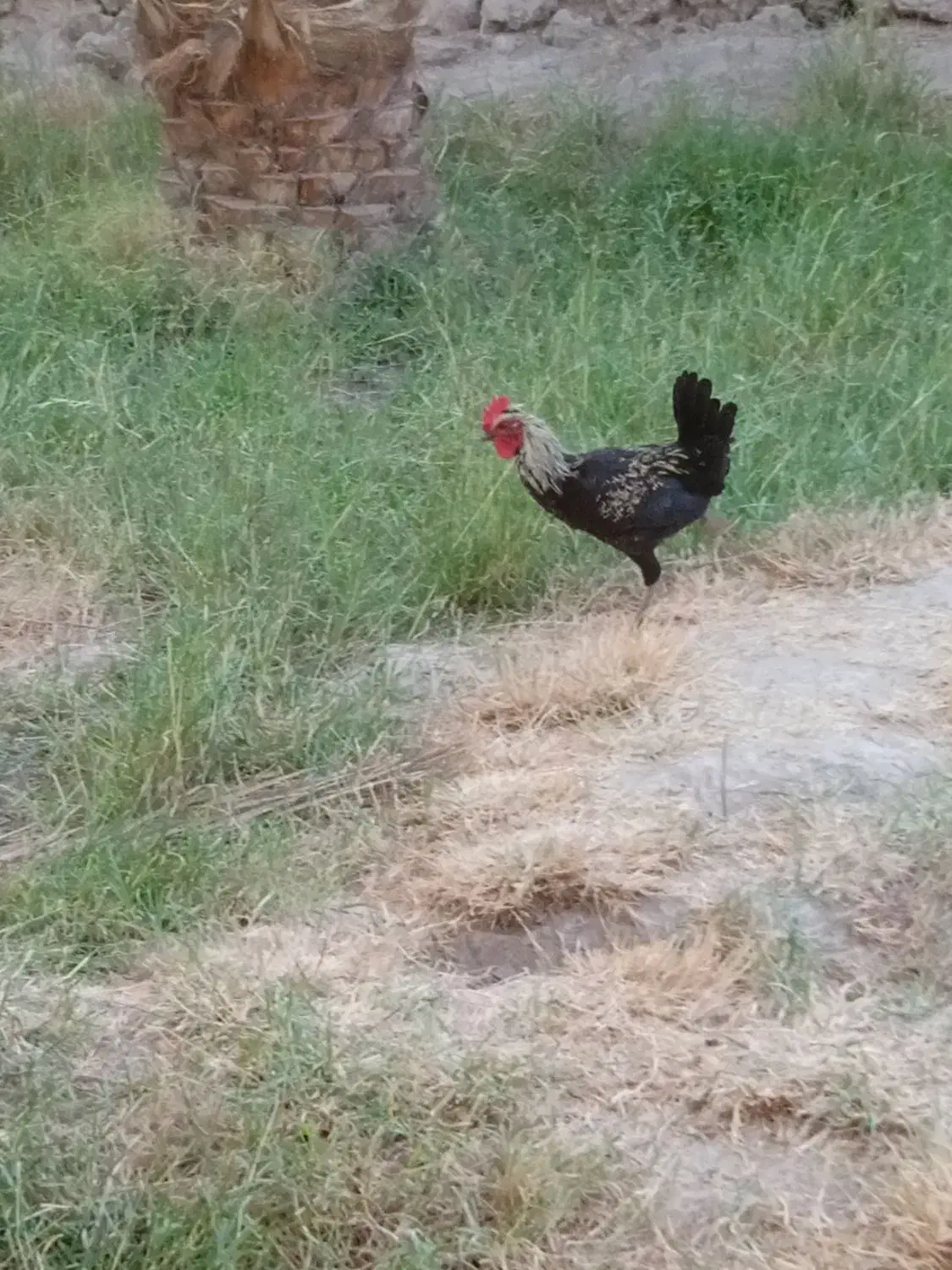 مرغ خروس معاوضه بوقلمون|پرنده|بم, |دیوار