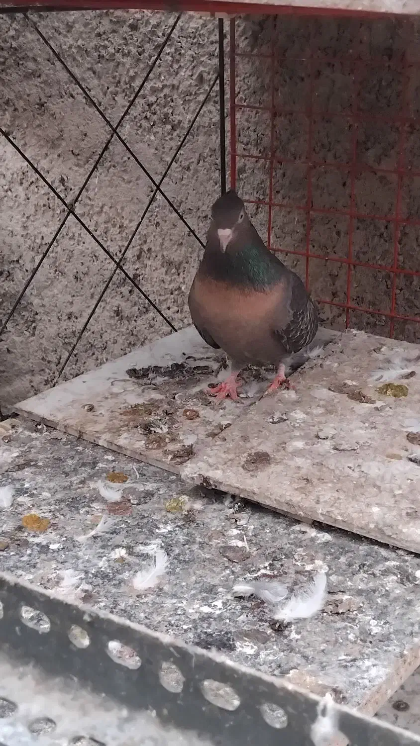 کفتر سرور سنگی و ارشینگل فروشی|پرنده|اسلامشهر, شهرک احمدیه|دیوار