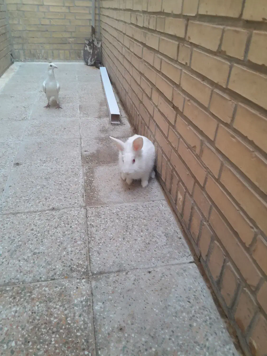 خرگوش سرحال و فرز|موش و خرگوش|شوشتر, |دیوار