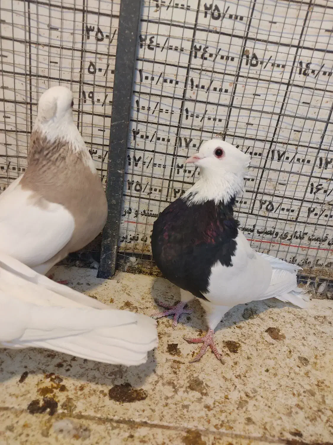 طوق کرمانشاهی|پرنده|مبارکه, |دیوار