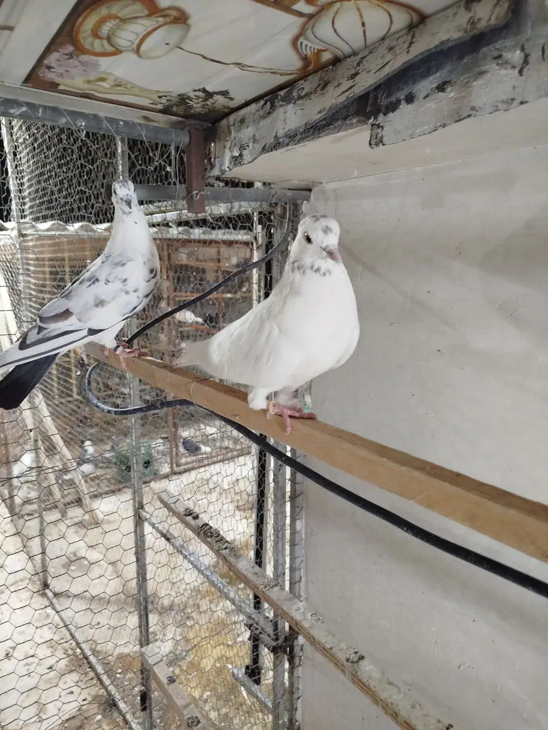 سلام تعدادی مایه کفتر درجه یک|پرنده|سپیدان, |دیوار