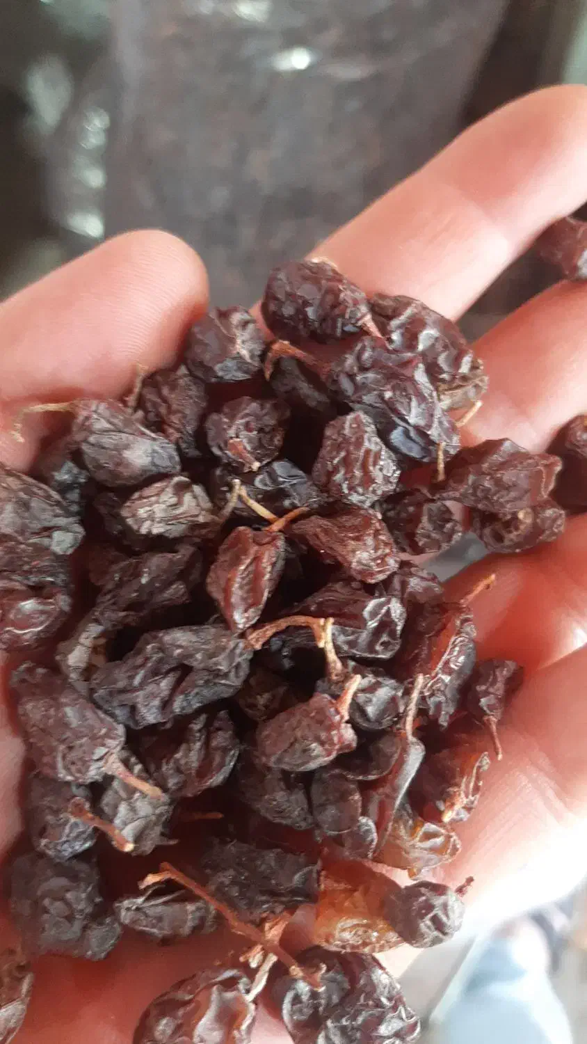 کشمش بیدانه افتابی|خوردنی و آشامیدنی|رشت, گیل|دیوار