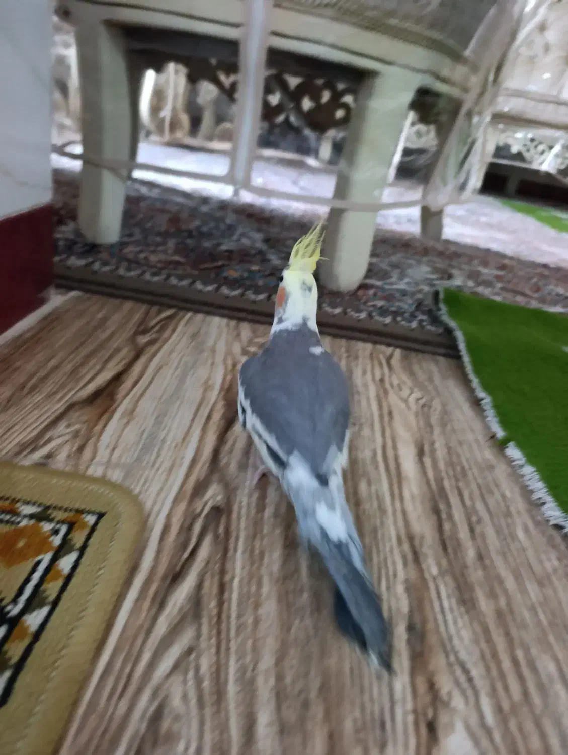 عروس هلندی|پرنده|میاندوآب, |دیوار