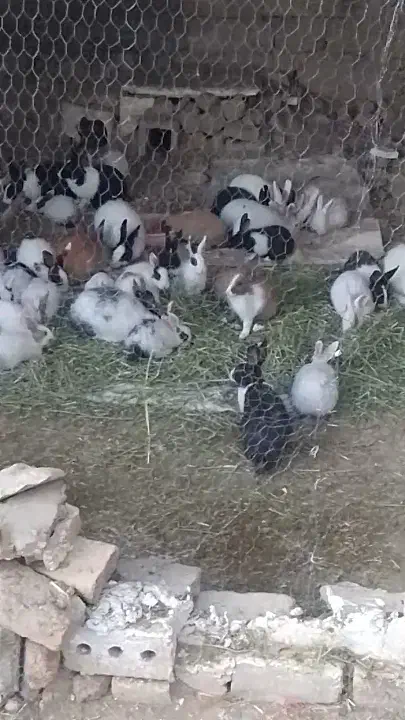 فروش خرگوش سالم وسرحال|موش و خرگوش|سیمینه, |دیوار