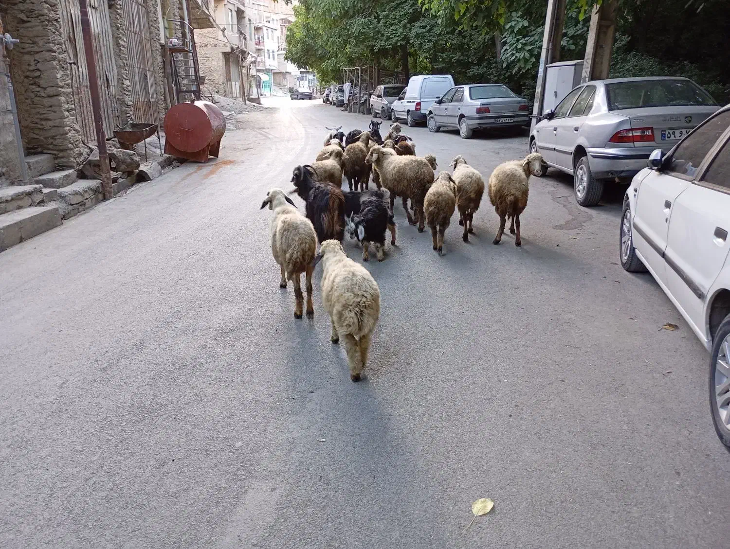 گوسفند|حیوانات مزرعه|سروآباد, |دیوار