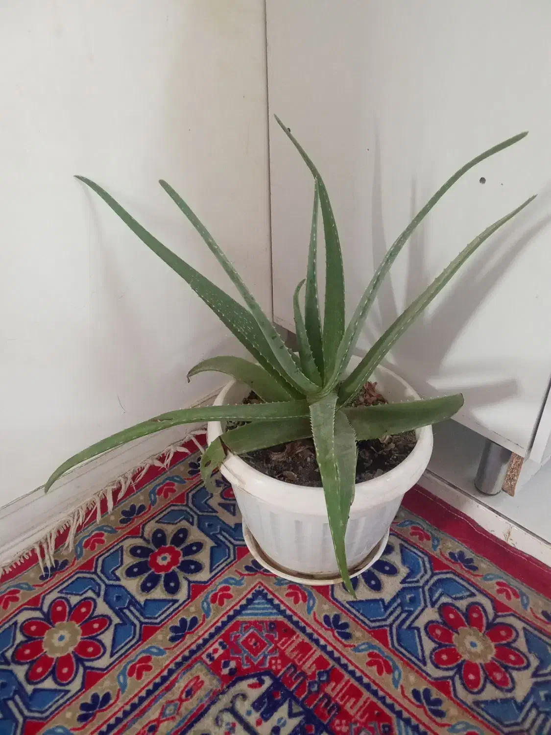 آلوئه ورا وکاکتوس|گل و گیاه طبیعی|شیروان (خراسان), |دیوار