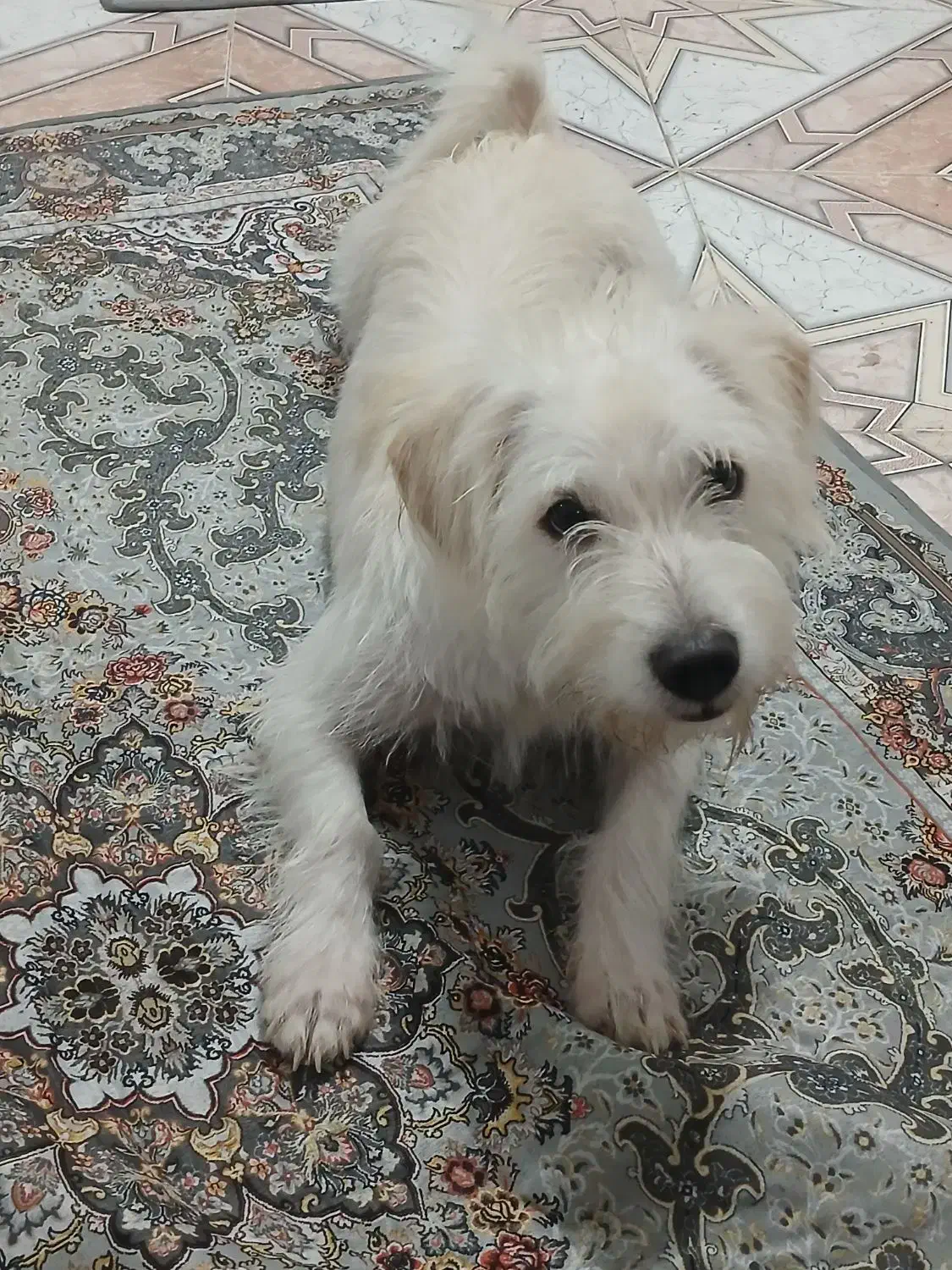 واگذاری سگ شیتزو|سگ|قدس, شهرک فرزان|دیوار