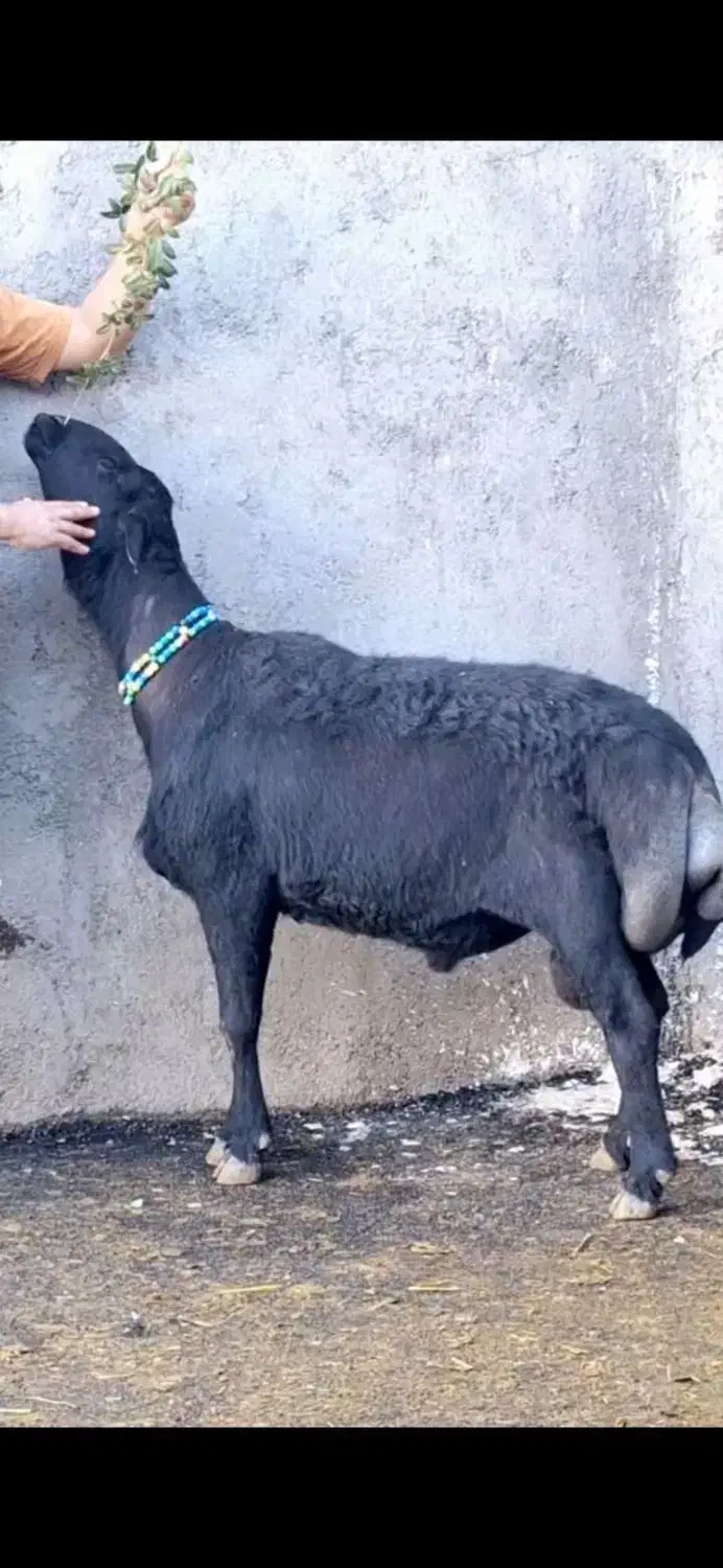 میش وبره،بره،بزنر،بز،قوچ|حیوانات مزرعه|بروجرد, |دیوار