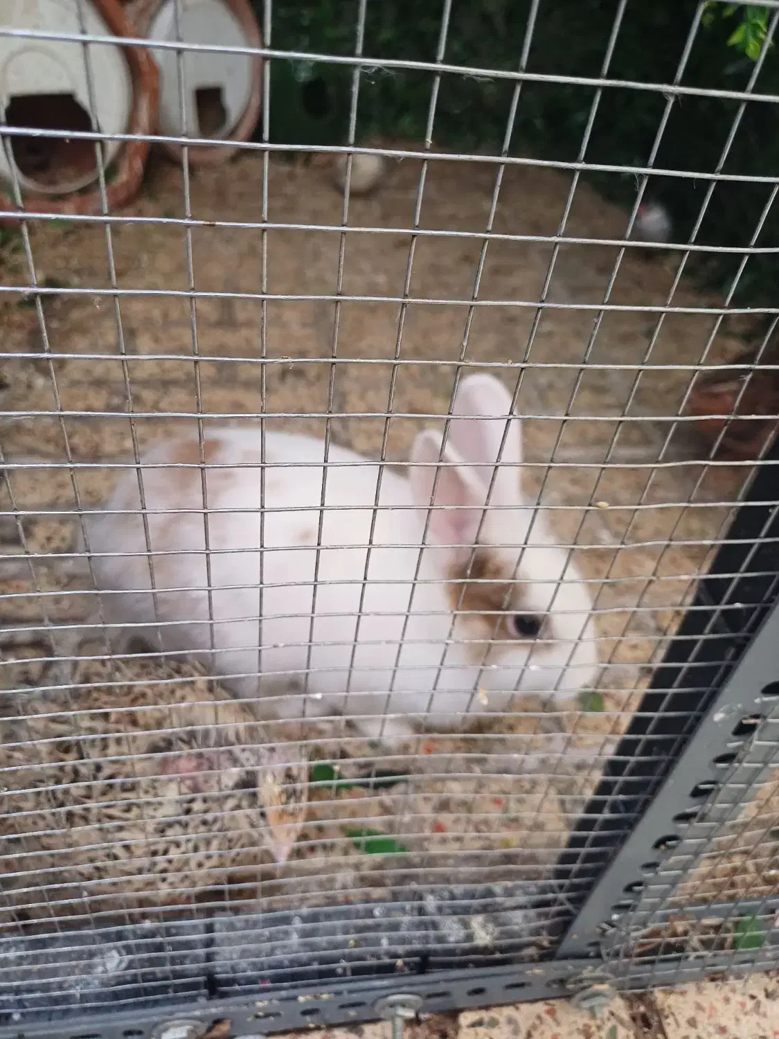 خرگوش|موش و خرگوش|تهران, خانی آباد نو شمالی|دیوار