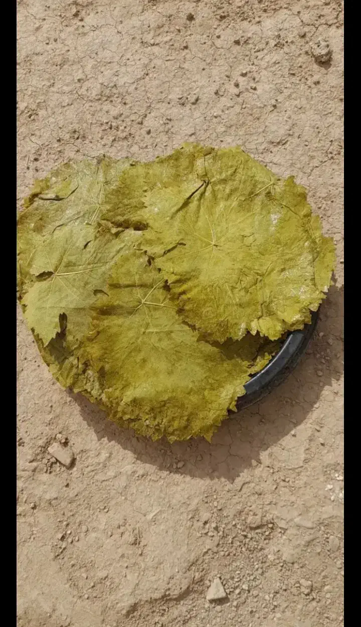 برگ مو|خوردنی و آشامیدنی|خرم‌آباد, |دیوار