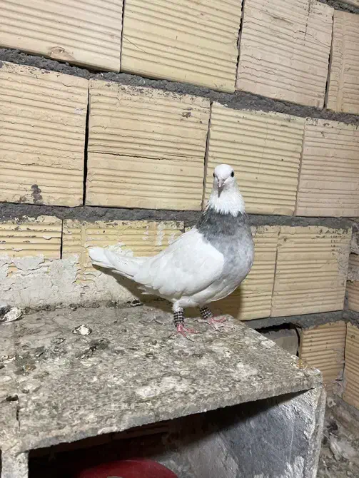 کفتر طوقی الماسی هفترنگ ماده|پرنده|مشهد, طلاب|دیوار