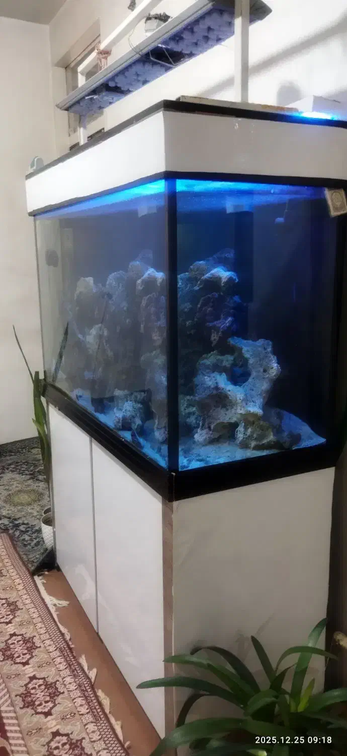 فروش آکواریوم|ماهی|باسمنج, |دیوار