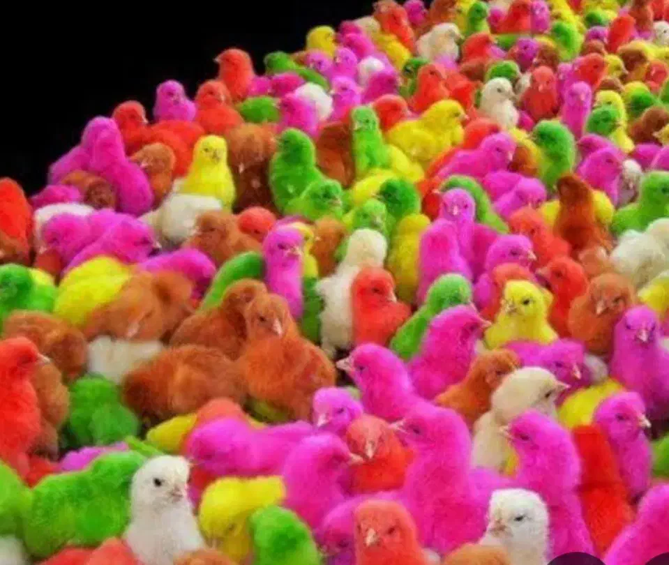 فروش جوجه رنگی عمده و تک|حیوانات مزرعه|نطنز, |دیوار