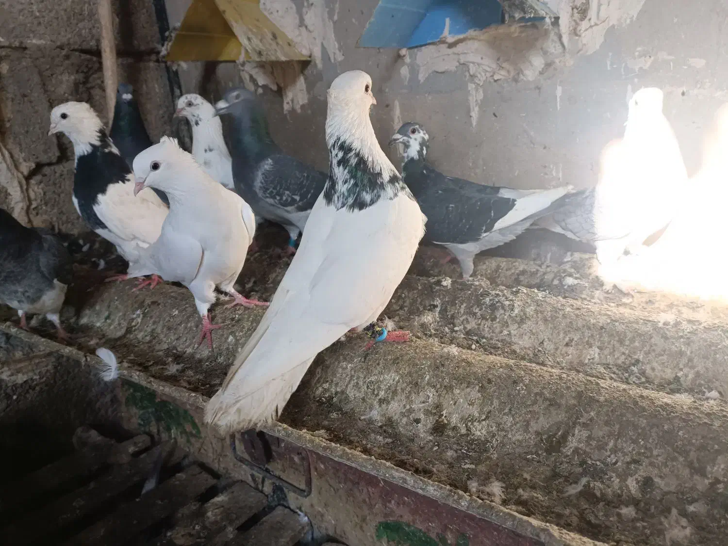 کبوتر|پرنده|رامهرمز, |دیوار