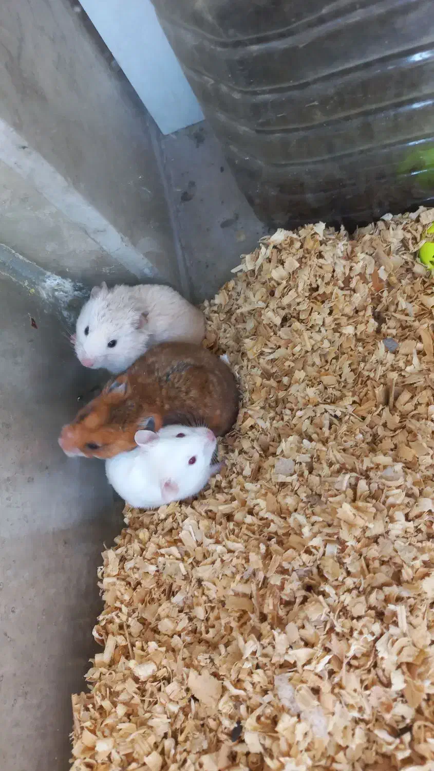 همستر|موش و خرگوش|فردیس, داوری|دیوار