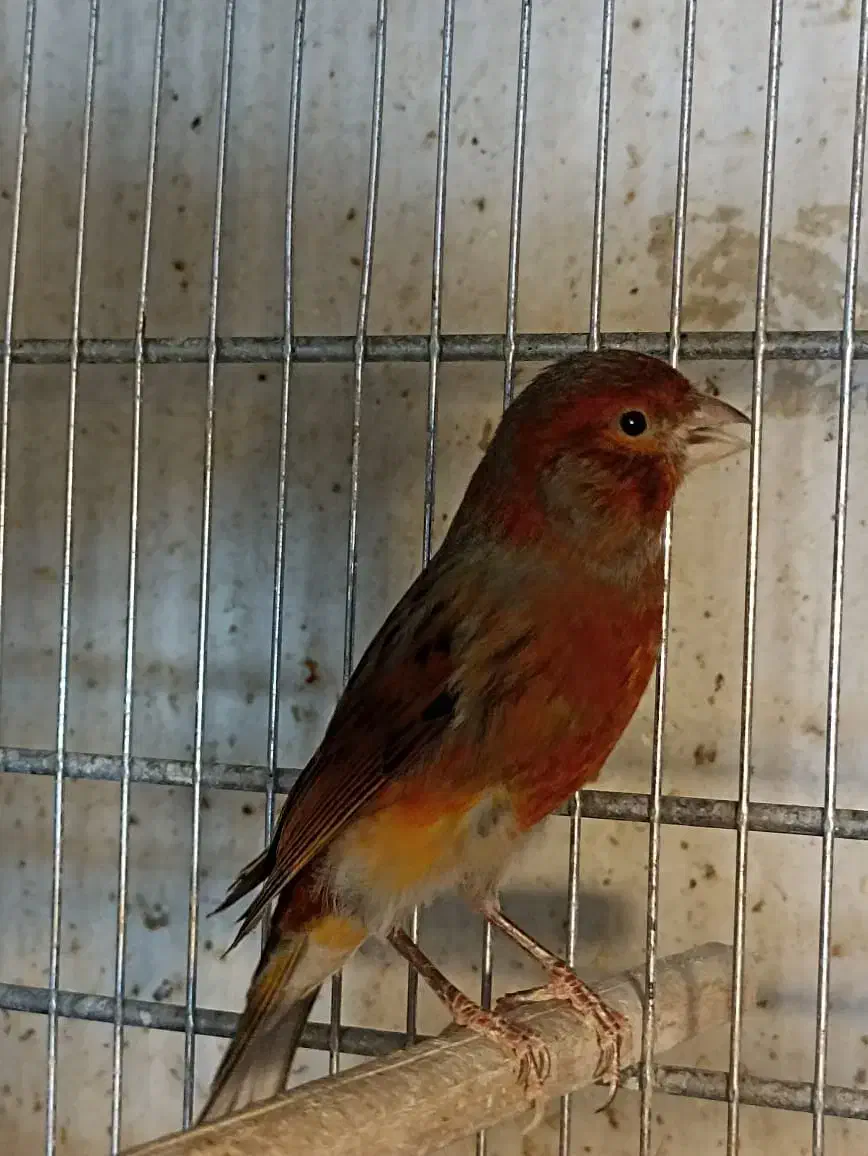 قناری نر و ماده رد بلک ،سرخ سوخته،مولد،اماده و مست|پرنده|تهران, شهرک استقلال|دیوار