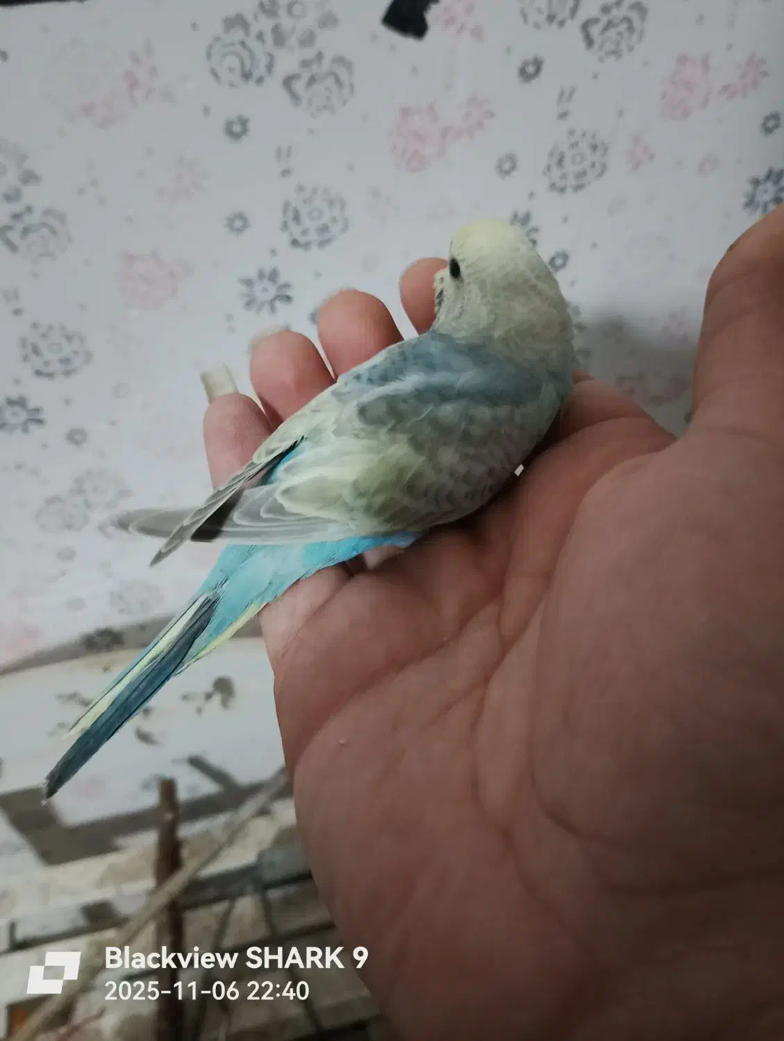 مرغ عشق رینبو و رینبو انگلیسی|پرنده|رشت, پیرکلاچای|دیوار