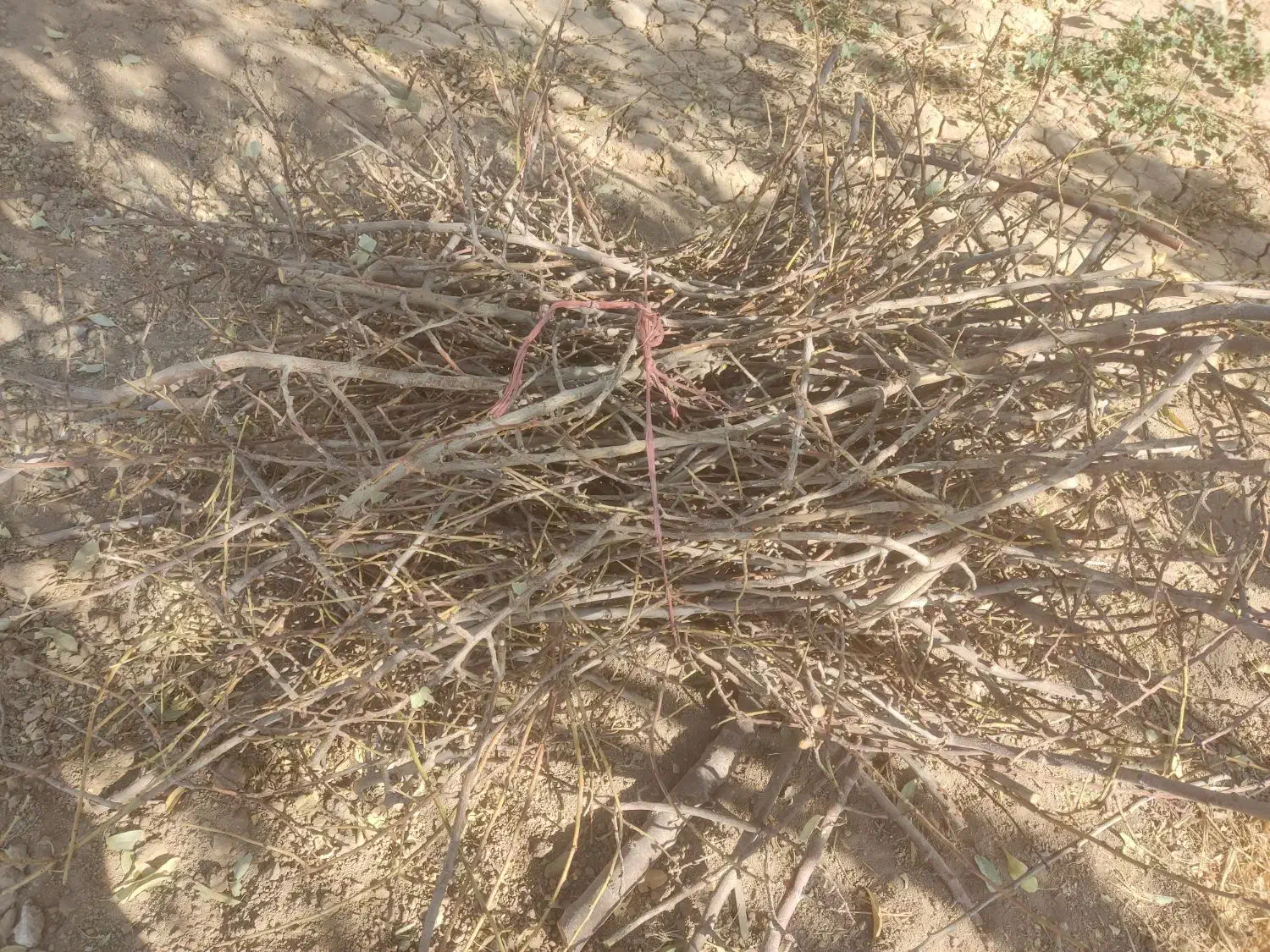 فروش چوب  وشاخه بادام|گل و گیاه طبیعی|فولادشهر, فولادشهر|دیوار