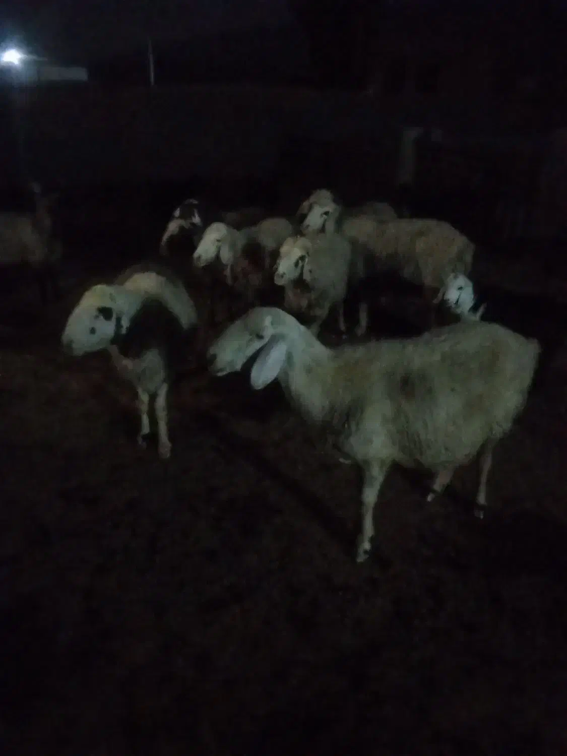 پاژن جوان وهشت راس میش|حیوانات مزرعه|راهگان, |دیوار