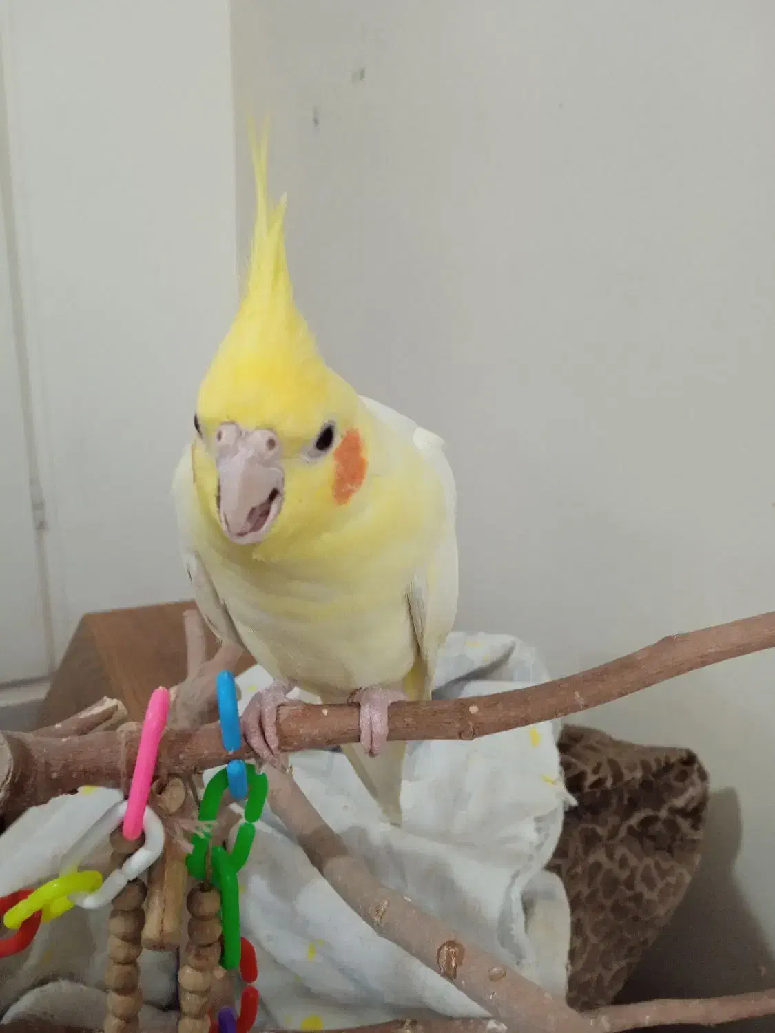 لوتینو نر دوساله|پرنده|فردیس, شهرک ناز|دیوار