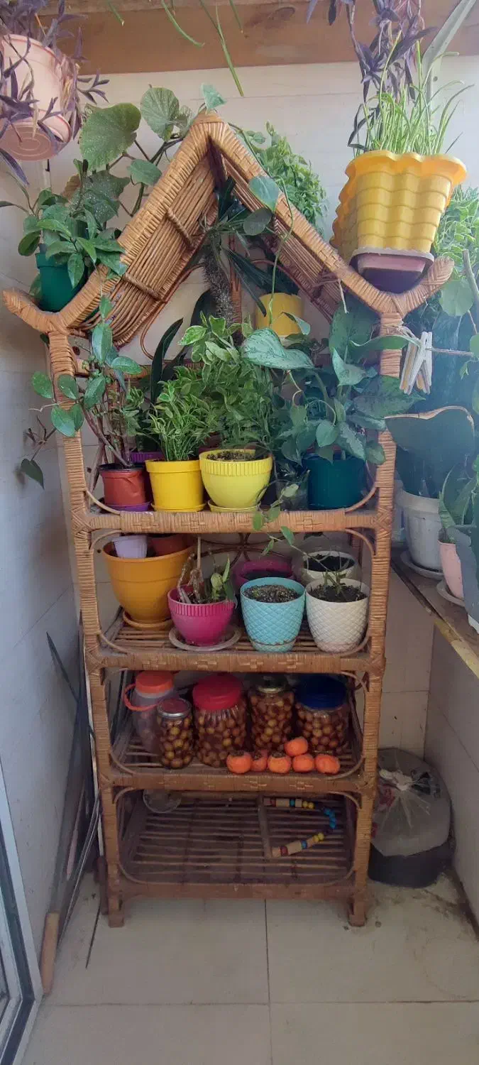 شلف حصیری|کتابخانه، شلف، قفسه‌های دیواری|رشت, کوی بیانی|دیوار