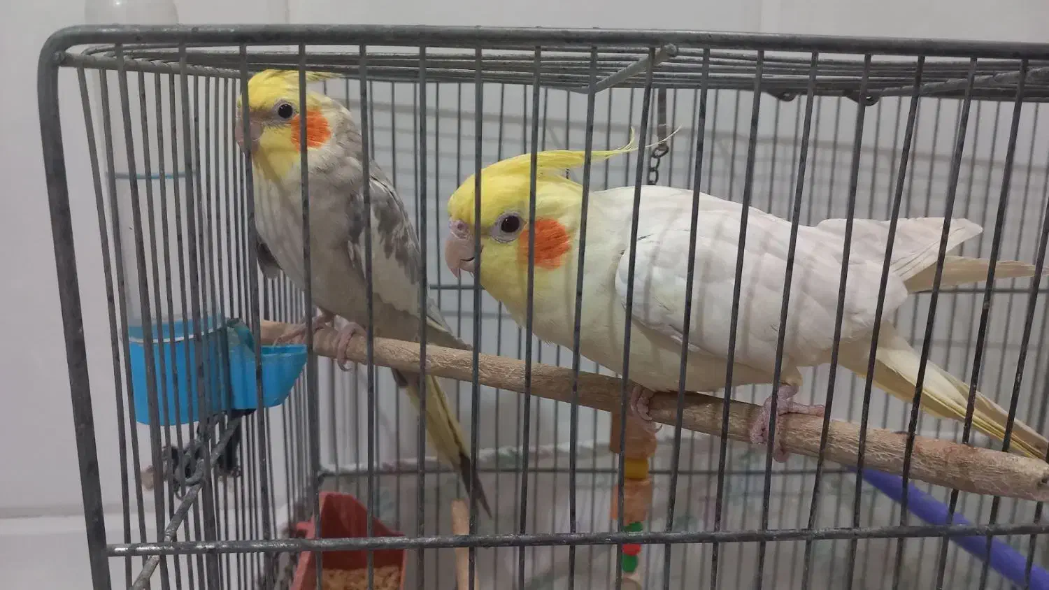 عروس هلندی سخنگو|پرنده|قنوات, |دیوار