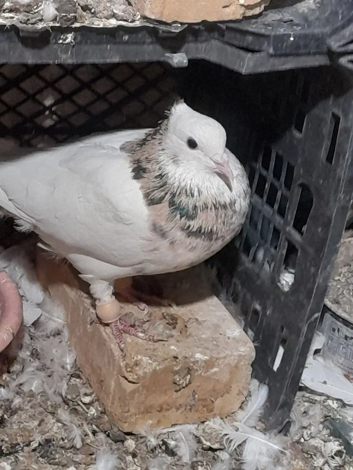 طوقی پاک|پرنده|شاهرود, |دیوار