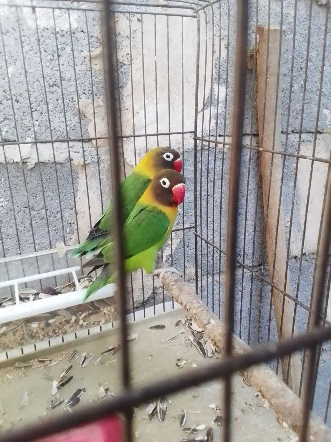 طوطی کوتوله برزیلی کارداده ((ایسین))|پرنده|بندرعباس, |دیوار