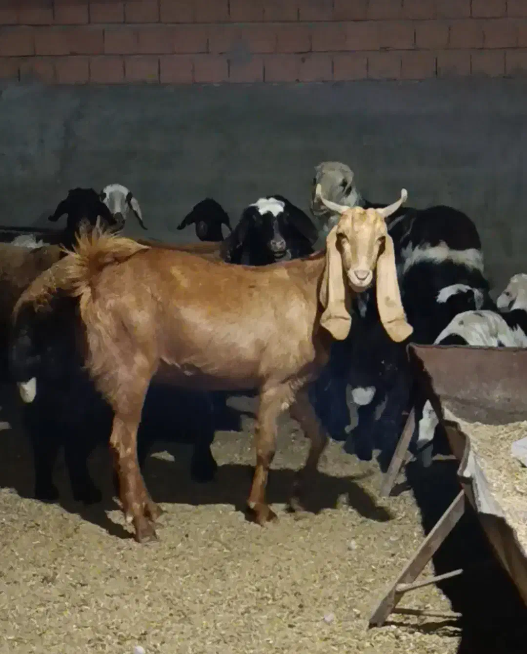 بز پاکستانی|حیوانات مزرعه|آق قلا, |دیوار