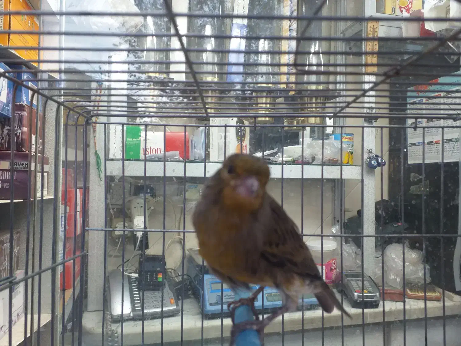 قناری نر شلاقی چمنی ابلغ پاکسازی شده در شهرضا|پرنده|شهرضا, |دیوار