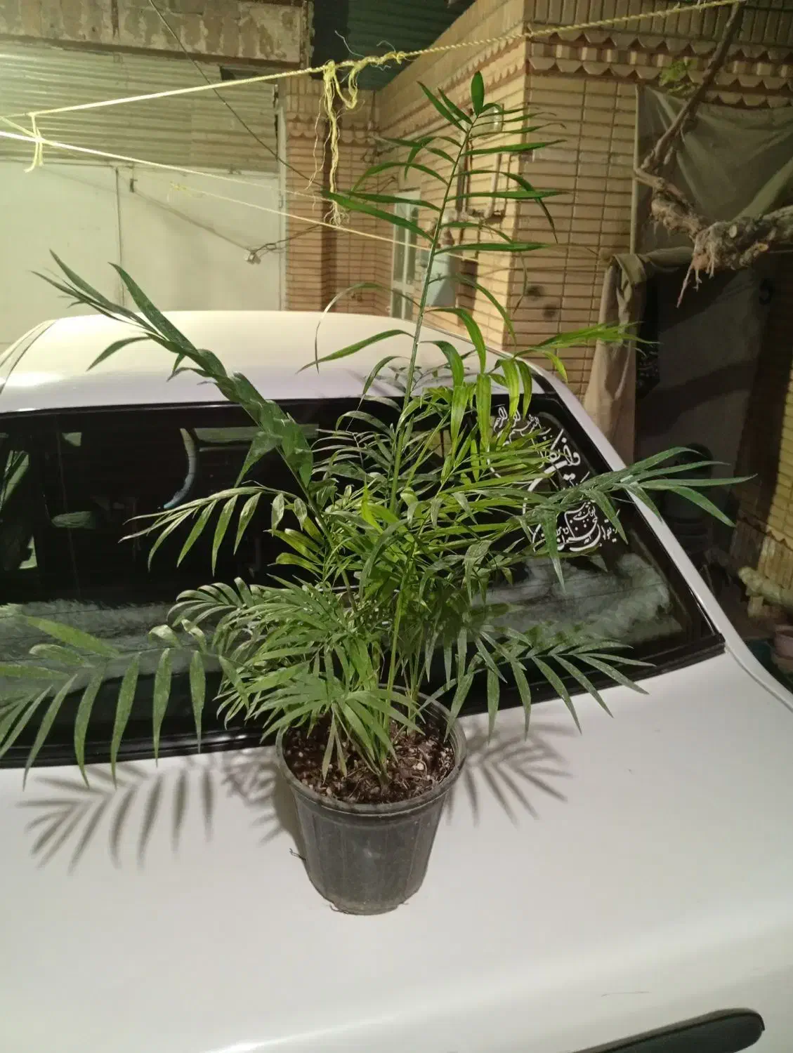 گلهای شاداب زیبا|گل و گیاه طبیعی|مشهد, اروند|دیوار