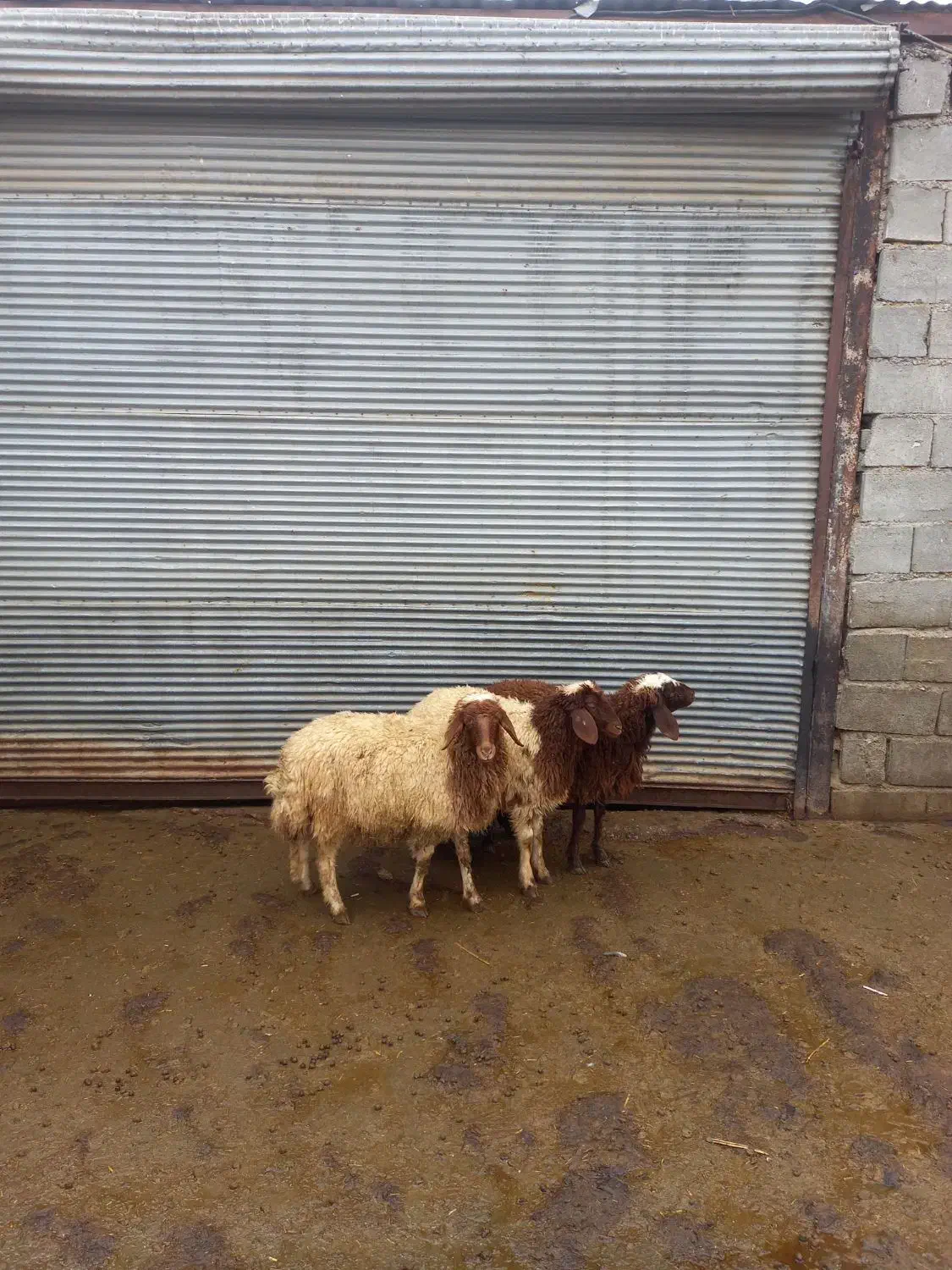 بره ماده|حیوانات مزرعه|بروجرد, |دیوار