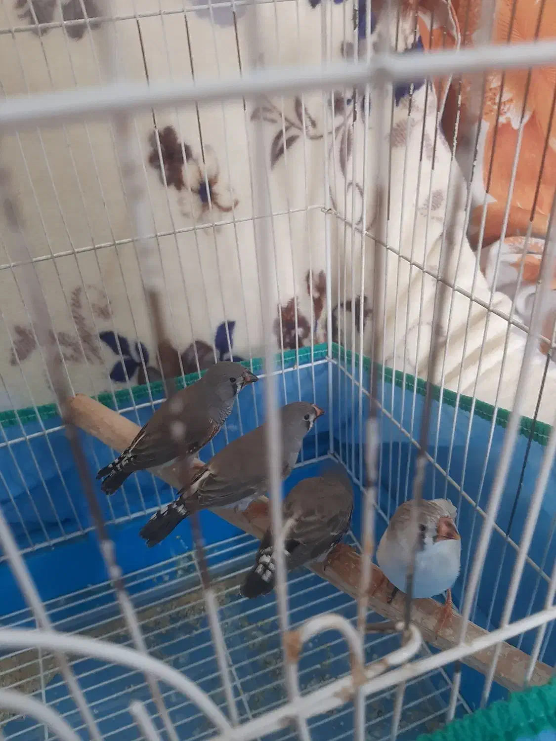 فنج|پرنده|اراک, |دیوار