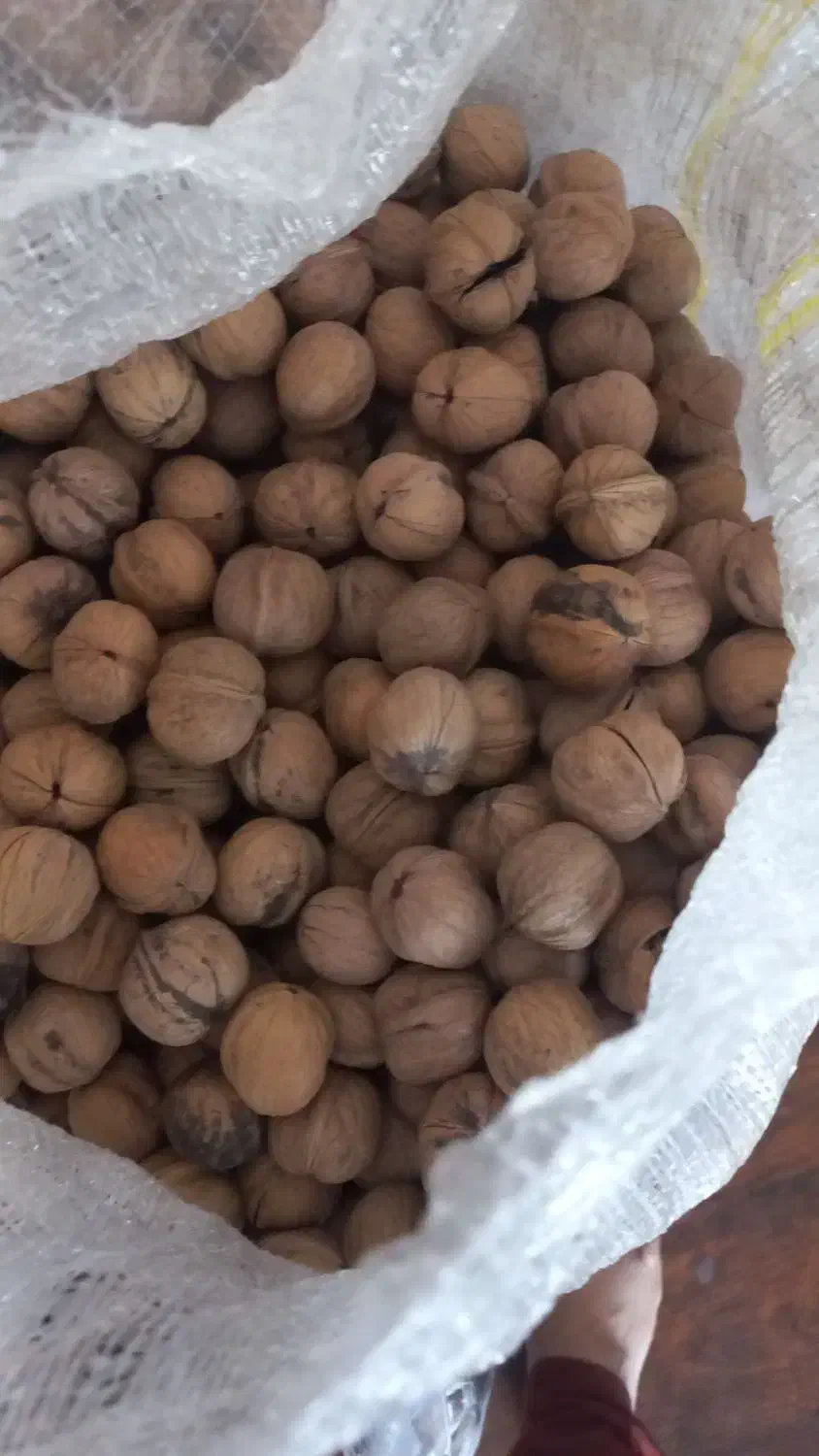 گردو بوانات|حراج|شیراز, فرهنگ شهر|دیوار