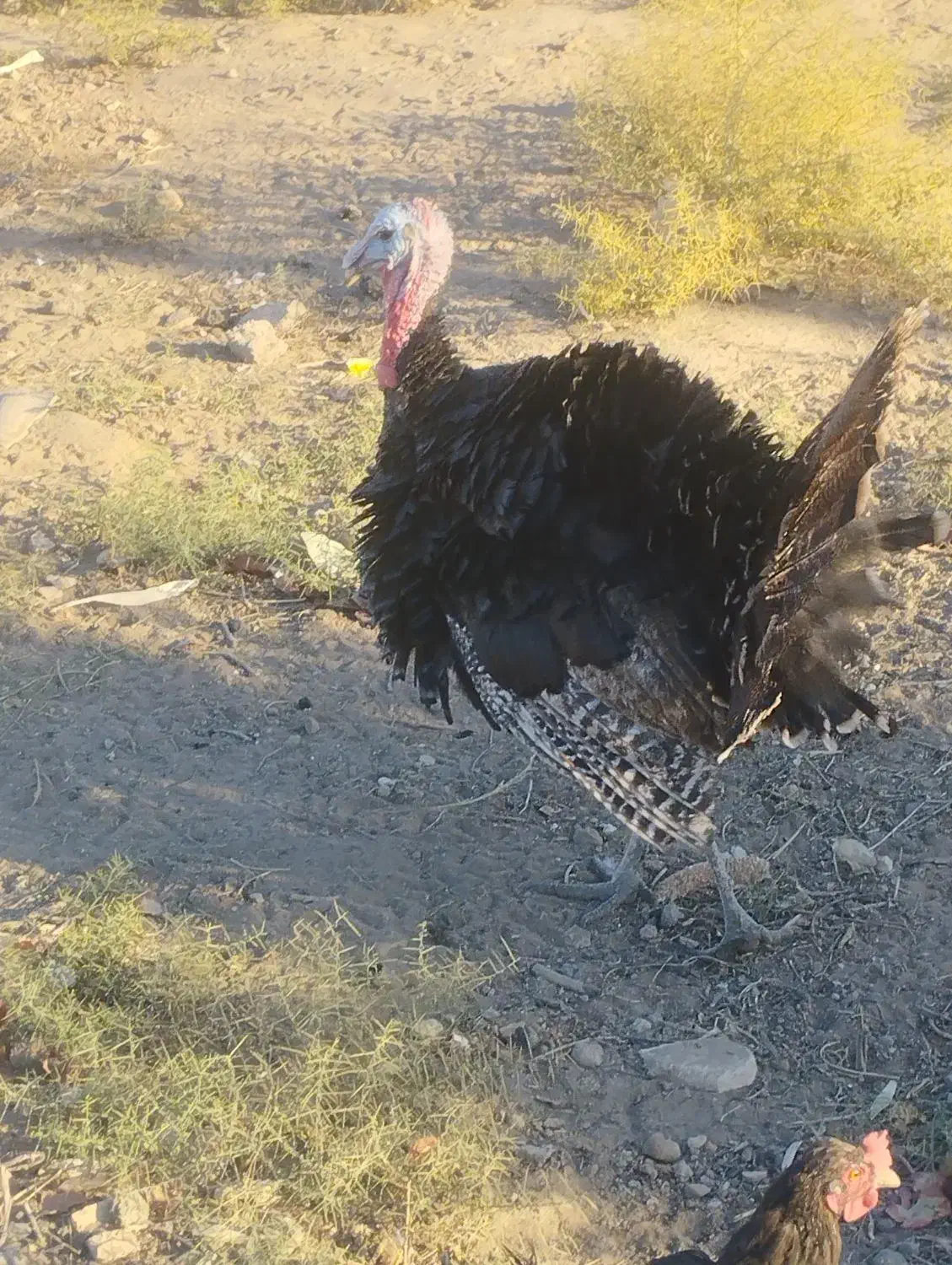 بوقلمون نر|حیوانات مزرعه|سیرجان, |دیوار