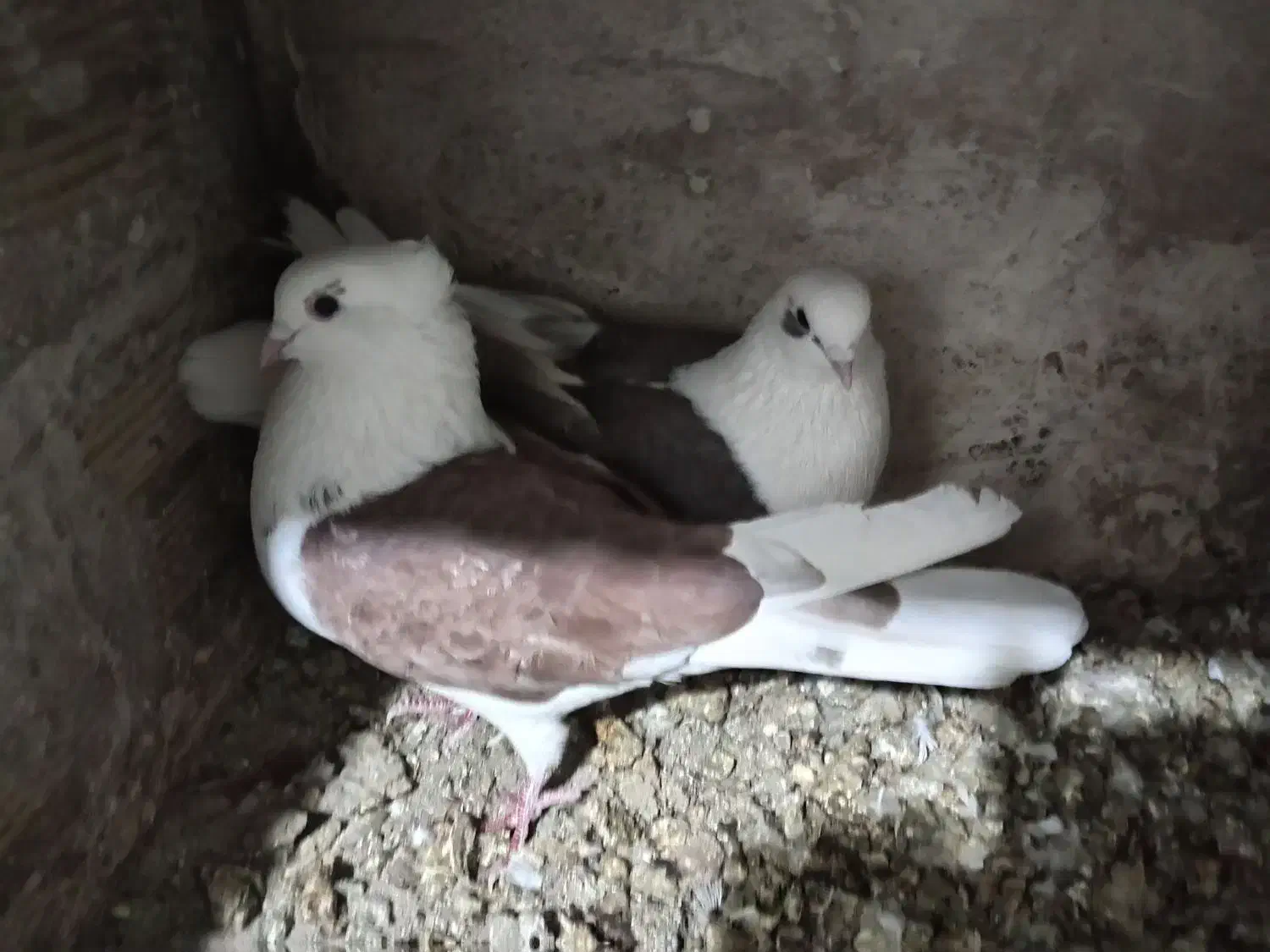 تهرانی|پرنده|تبریز, |دیوار