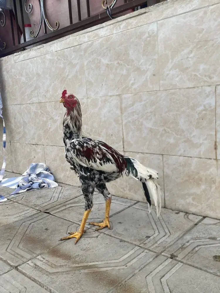 لاری اصیل|حیوانات مزرعه|رشت, فلسطین|دیوار