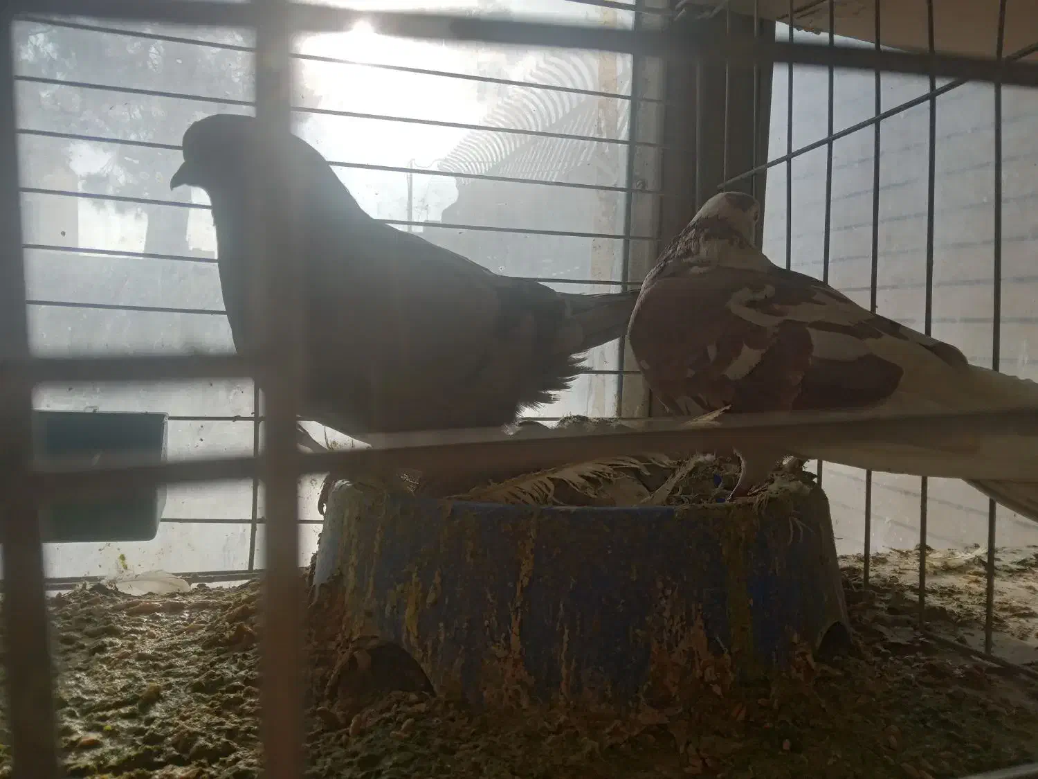 دمگیروتهرونی|پرنده|اصفهان, ارغوانیه|دیوار