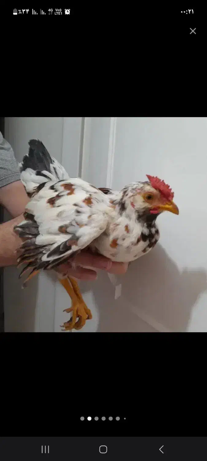 مرغ خروس|حیوانات مزرعه|کرج, آق تپه|دیوار