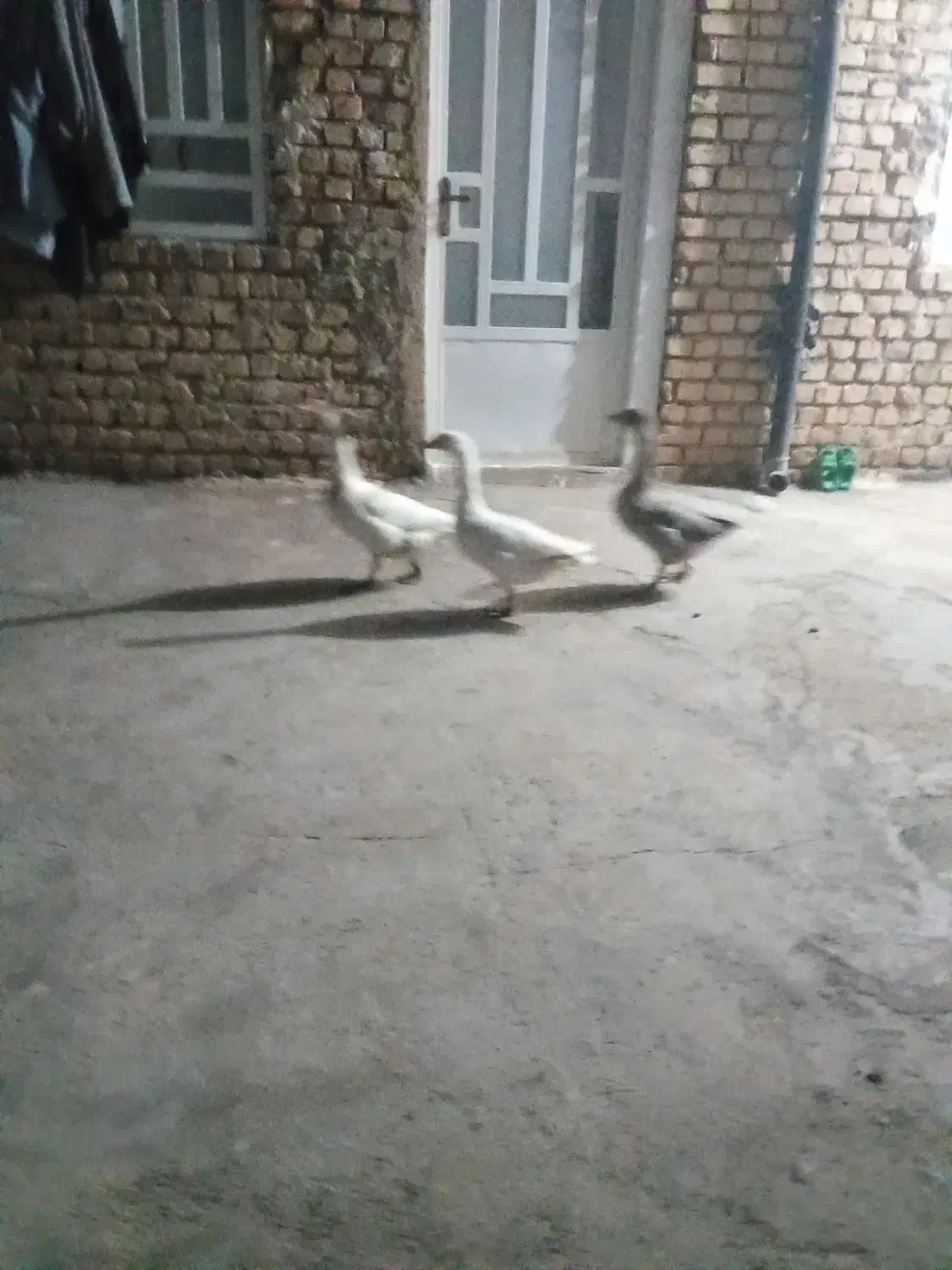 سه عدد غاز به فروش می‌رسد چاق وچله|حیوانات مزرعه|کوهدشت, |دیوار